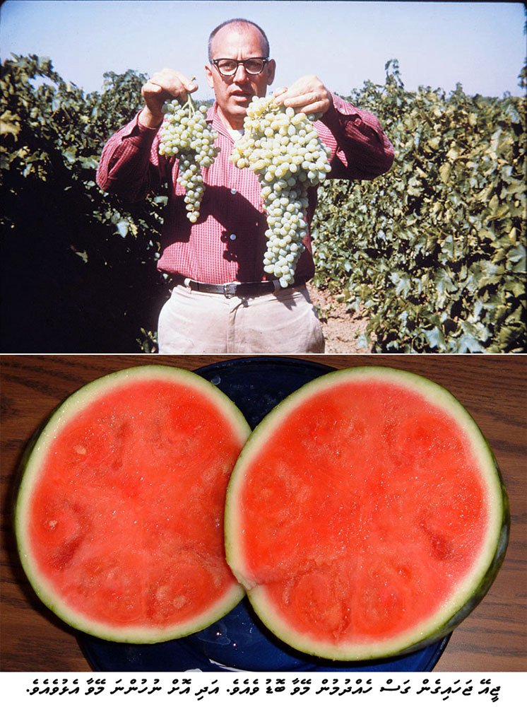 GA_fruits