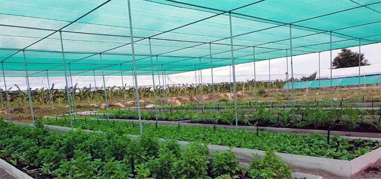 growing-vegetables-under-shade-net